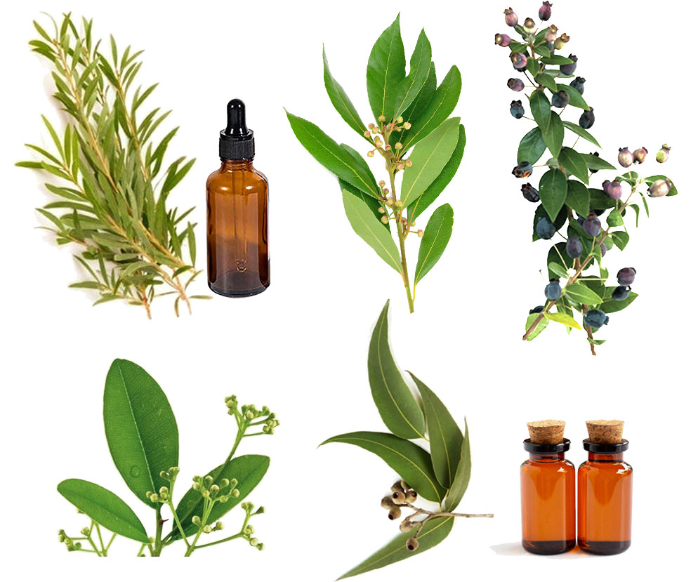 Los 5 mejores Aceites Esenciales antivirales, antigripales y antisépticos