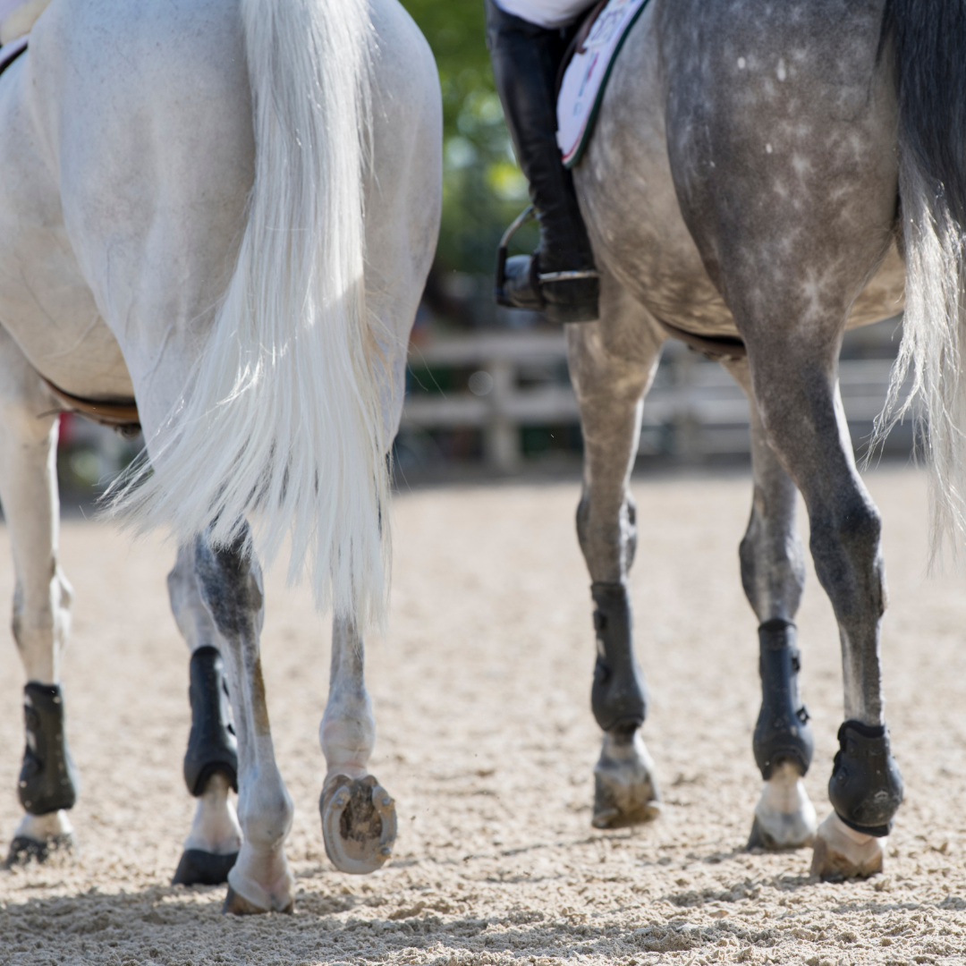 White dressage store boots