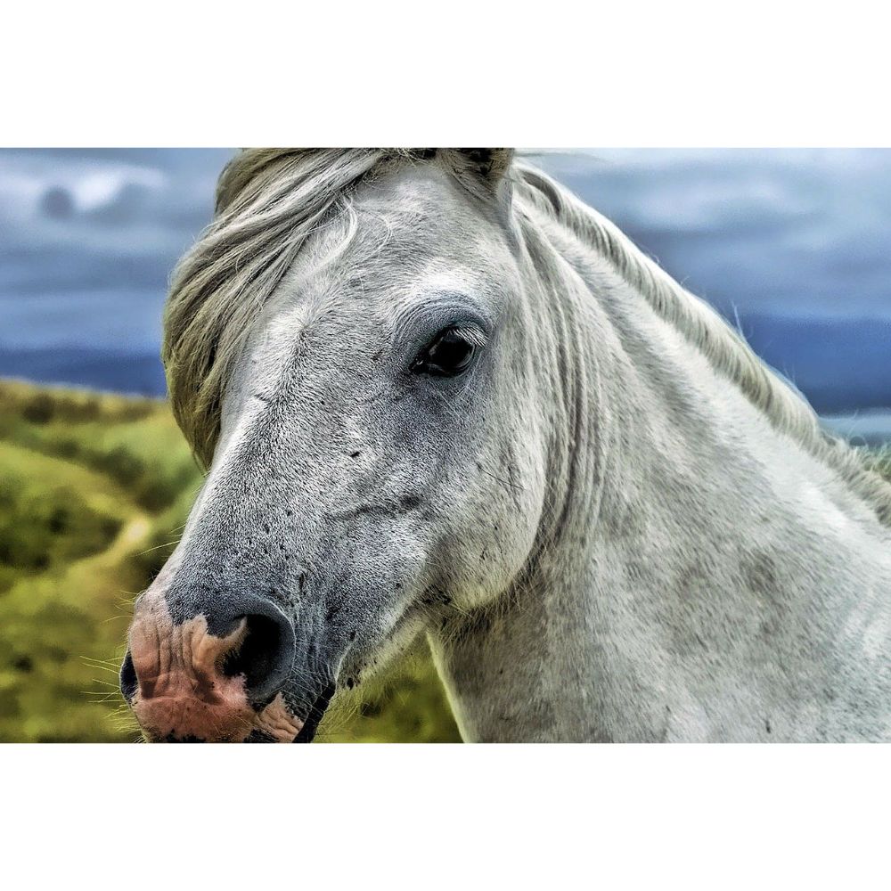 Horse Color -Appaloosa vs Dappled Grey – Waste Thought, Want Thought
