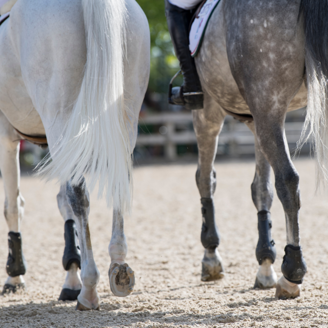 Does My Horse Need Tendon Boots? - Vitafloor