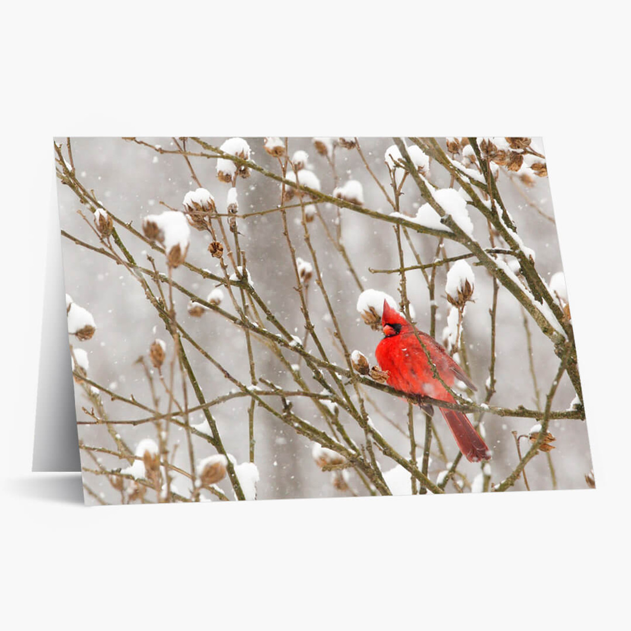 Cardinal In Snowstorm Christmas Card