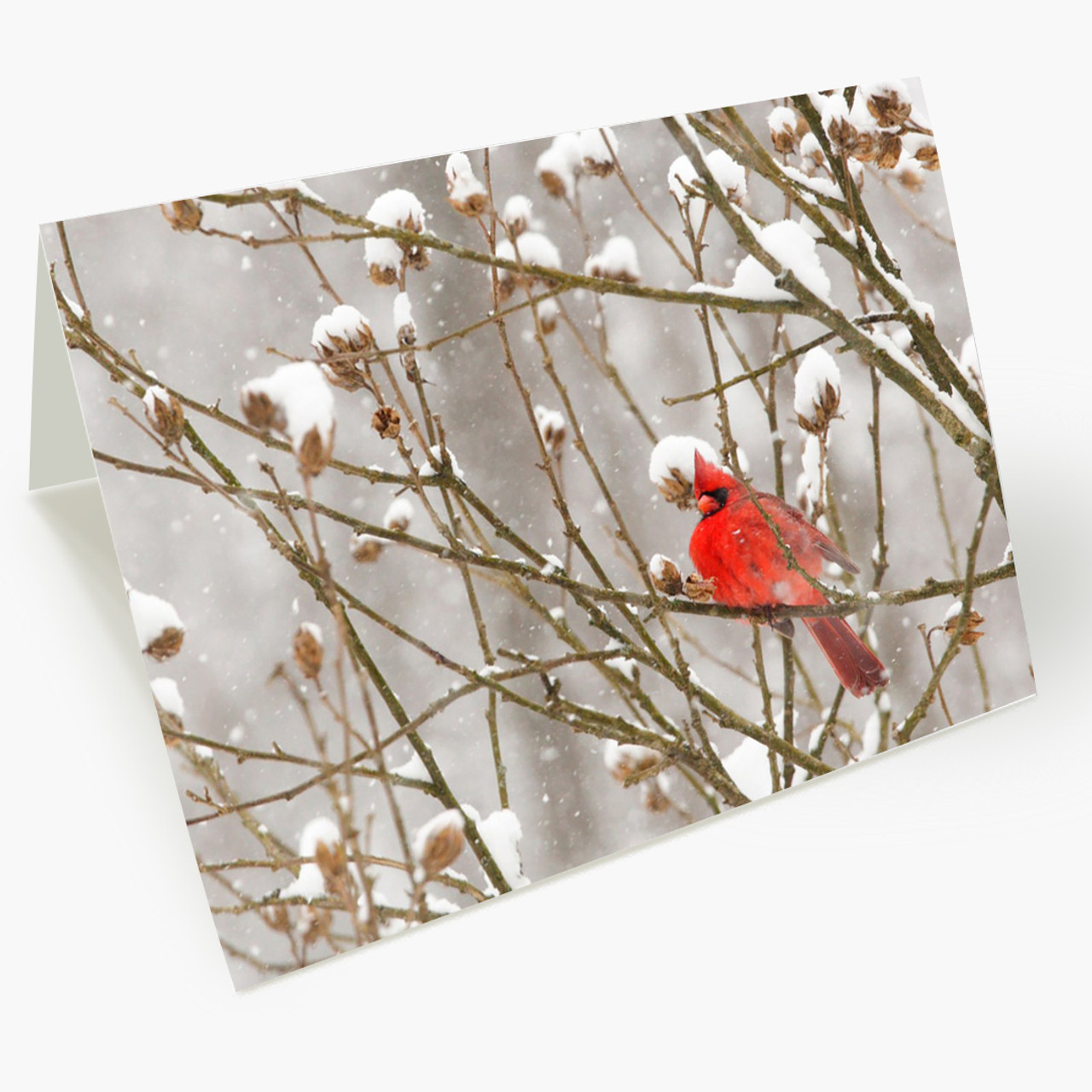 Cardinal In Snowstorm Christmas Card