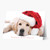 Santa Puppy Christmas Card