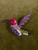 Trovelore Brooch - Sparkling Hummingbird