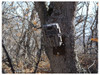 BROWNING Trail Camera Tree Mount (BTC TM)