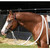 PROFESSIONAL'S CHOICE Ranch Heavy Oiled 5/8" Loping Hackamore with Mule Tape Reins (RH8167) PROFESSIONAL'S CHOICE Ranch Heavy Oiled 5/8" Loping Hackamore with Mule Tape Reins (RH8167)