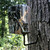BROWNING TRAIL CAMERA Economy Tree Mount (BTC-ECM) BROWNING TRAIL CAMERA Economy Tree Mount (BTC-ECM)