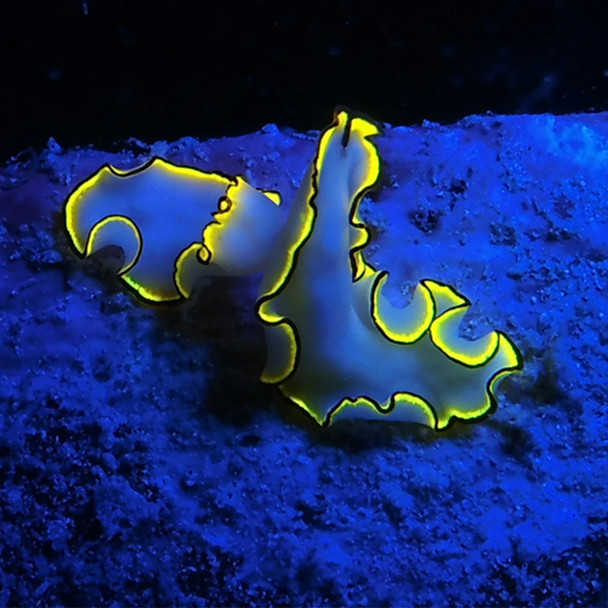 SEALIFE Sea Dragon Fluoro-Dual Beam Light Kit (SL673)