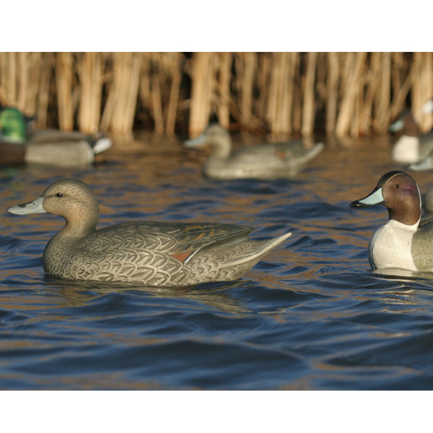 AVERY 6 Pack of Over-Size Pintail Decoys (73032)