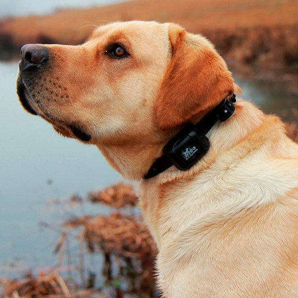 product variation DT SYSTEMS RAPT 1400 Remote Dog Trainer (RAPT1400) image