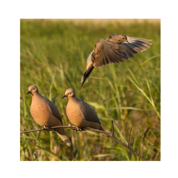 AVERY 6 Pack of Mourning Dove Decoys (72005)