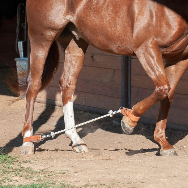 product variation MARTIN SADDLERY Sideline Hobbles (SIDELINEHOB) image