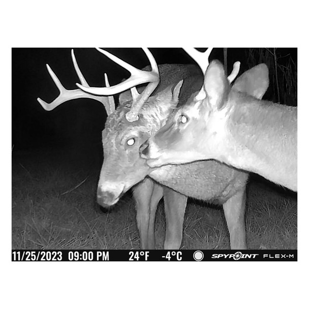 product variation SPYPOINT Flex-M Twin Cellular Trail Camera (FLEX-M-TWIN) image