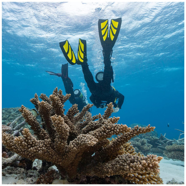 product variation White/White image