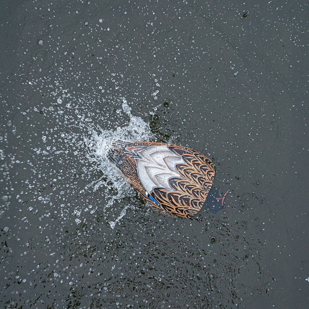 product variation Mallard Hen image