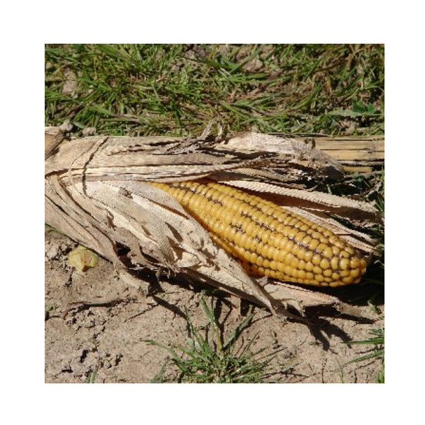 product variation AVERY GHG Hunter Series Field Corn Decoys, 12 pack (71512) image