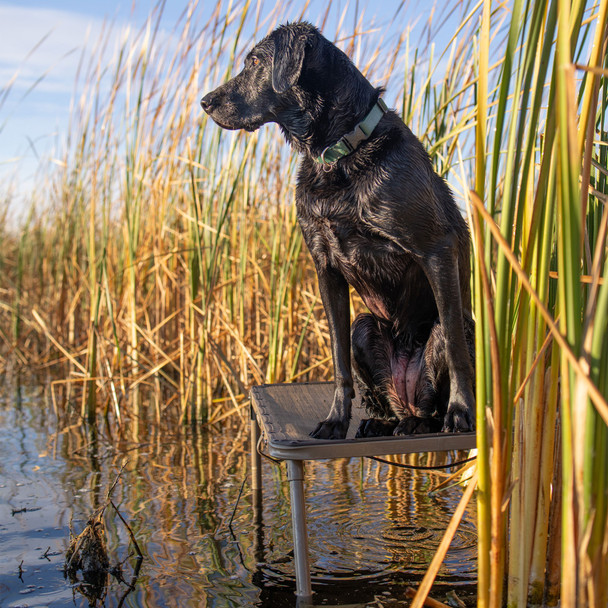 product variation AVERY ASD Marsh Brown Quick Stand (90066) image