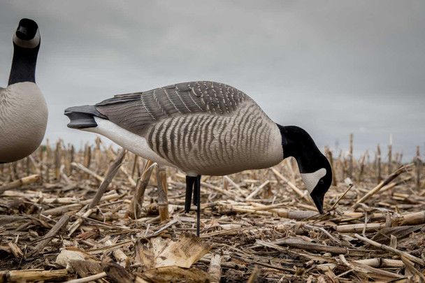 AVERY Hunter Series Canada Harvester Decoys (71597)