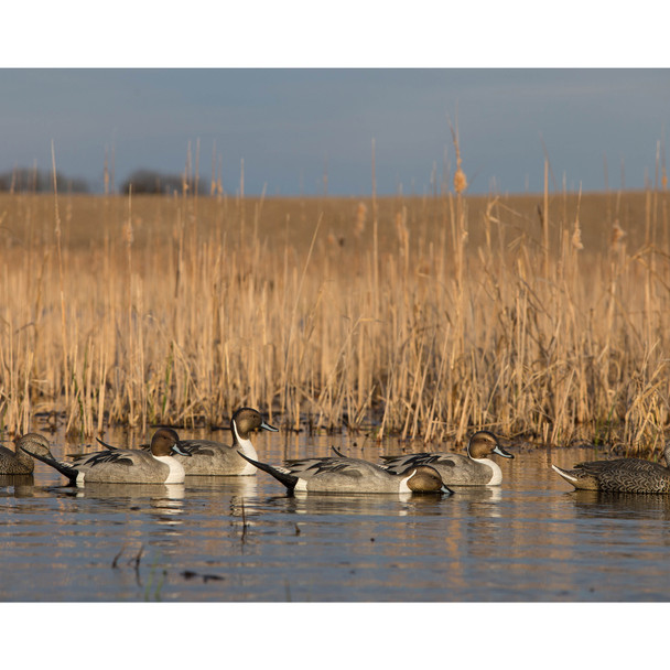 product variation AVERY Pro-Grade Pintail Decoys, 6-Pack (73131) image
