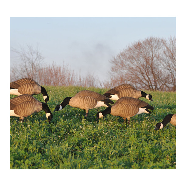 AVERY 12 Pack of Lesser Canada Harvester Decoys (72323)