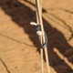 product variation RATTLER Magic Loop Breakaway Honda (MAGICLOOP) image