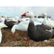 product variation WHITE ROCK DECOYS Snow/Blue EVAC Fullbody Goose Decoys, 12-Pack (EVACSOB12) image