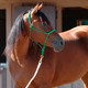 product variation Kelly Green image