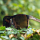 product variation Matte Tortoise/Brown image
