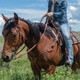 product variation CASHEL Performance Felt Saddle Pad (CSPF) image
