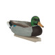 product variation AVERY Essential Series Mallards, 12-Pack (70010) image