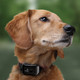 product variation DT SYSTEMS Canine Coach 360 E-collar (CC360) image