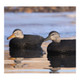 product variation AVERY GHG Hunter Series Over Size Black Duck Decoys (73015) image