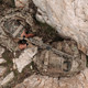 product variation EBERLESTOCK Phantom Coyote Brown Backpack (G3MC) image
