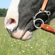product variation PROFESSIONAL'S CHOICE Equisential Route 66 Smooth Snaffle Bit (EQB-303) image