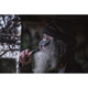 product variation DUCK COMMANDER Specialty Mallard Drake Duck Call (DC10025) image