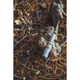 product variation DUCK COMMANDER RDC100 Mallard Hen Duck Call (DCRDC100) image