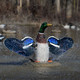 product variation HIGDON XS Splashing-Flasher Mallard Drake Decoy (53077) image