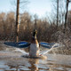 product variation HIGDON XS Splashing-Flasher Mallard Drake Decoy (53077) image