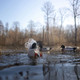 product variation HIGDON Pulsator Pro Mallard Drake Guide Pack Decoy (54093) image