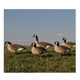 AVERY 12 Pack of Lesser Canada Harvester Decoys (72323)