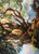 Branch of Vitu-Ghazi // Branch of Vitu-Ghazi (AMKM) (Foil) (Borderless) (#25)