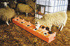Sheep feeding at 95 litre 5 wheel lick feeder