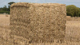 Straw and Molasses Feeding Straw and Molasses Feeding