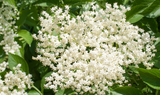 Elderflower/ Elderberry An herb that can be useful during cold and flu season 