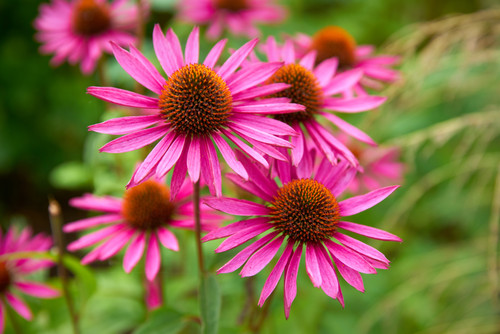  Echinacea Immunebooster- Most Effective Use