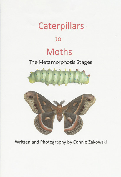 Caterpillars to Moths: The Metamorphosis Stages