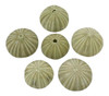 Tropical Natural Dried Green Sea Urchins Set of 6