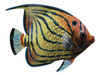 Tropical Fish Butterflyfish Wall Tiki Bar Nursery Bath Wall Decor 6 inch TFW14