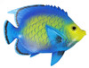 Tropical Parrot Fish Wall Beach Bath Nursery Decor 6 inch TFW18