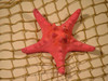 Tropical Beach Armoured Starfish Sea Star Tiki Decor